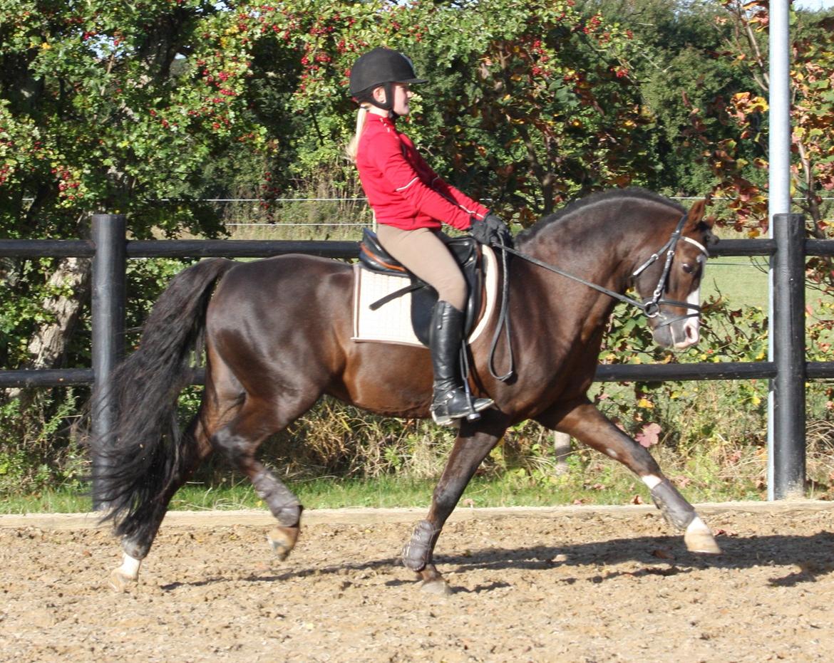 Welsh Pony (sec B) Moelgarnedd Montana A PONY billede 11