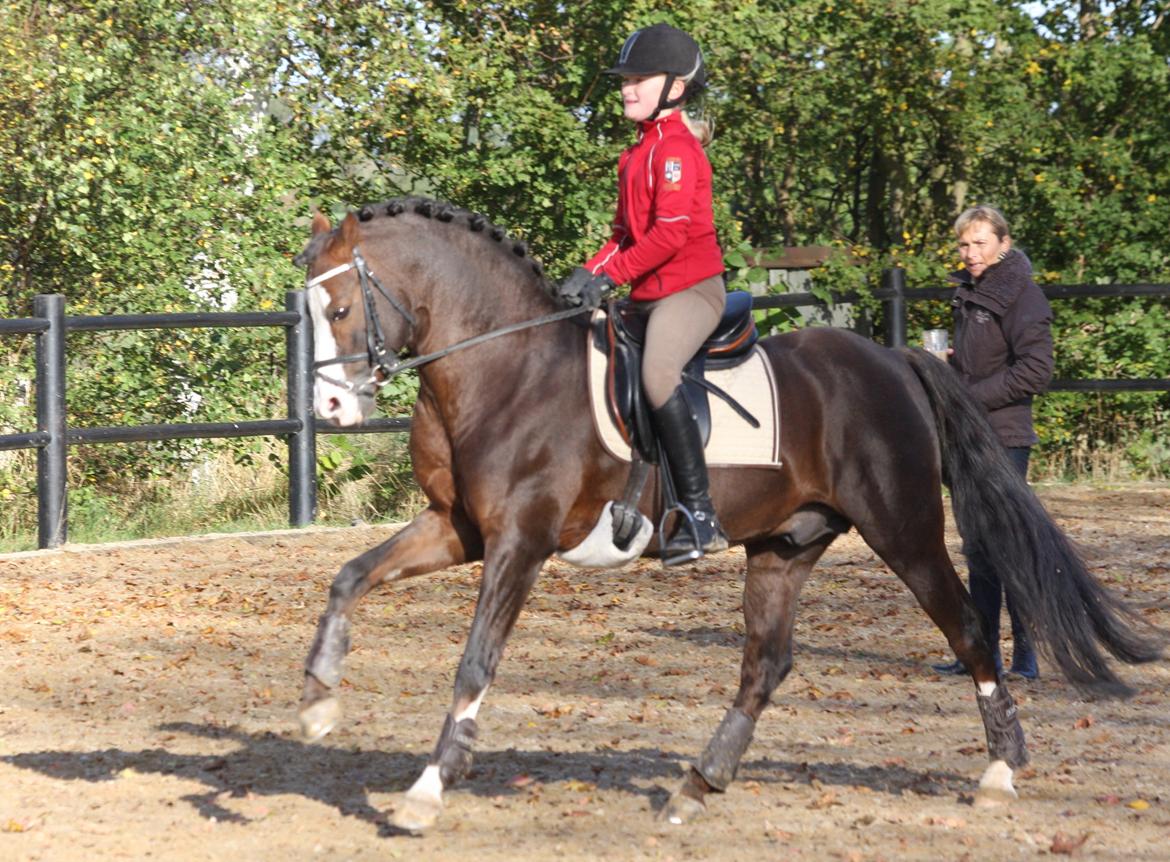 Welsh Pony (sec B) Moelgarnedd Montana A PONY - Undervisning hjemme med Anne Troensegaard billede 12