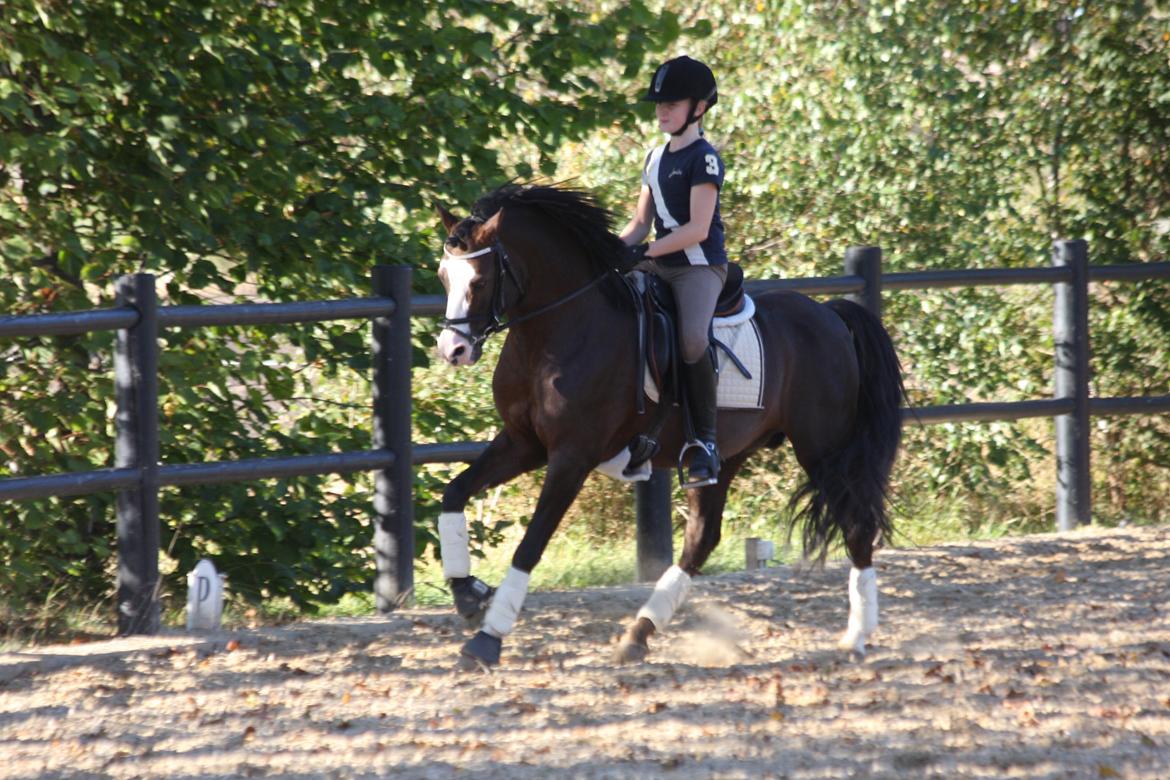 Welsh Pony (sec B) Moelgarnedd Montana A PONY - Træning hjemme 1. gang billede 13