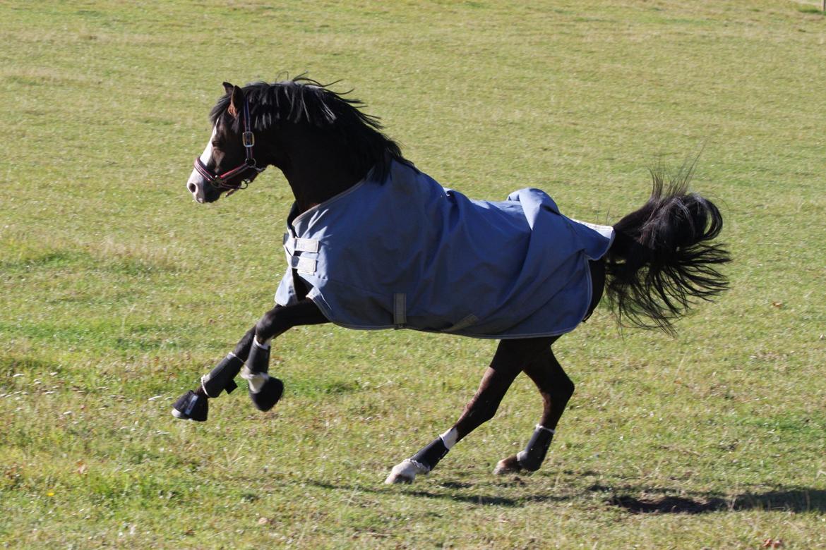 Welsh Pony (sec B) Moelgarnedd Montana A PONY - På fold ingen kan se han er en ældre herre billede 15