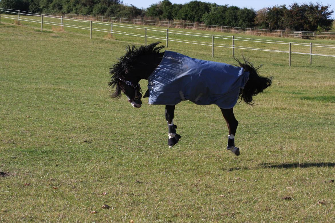 Welsh Pony (sec B) Moelgarnedd Montana A PONY billede 16