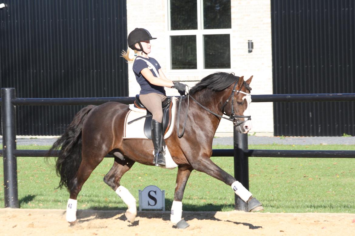 Welsh Pony (sec B) Moelgarnedd Montana A PONY - Træning hjemme billede 14