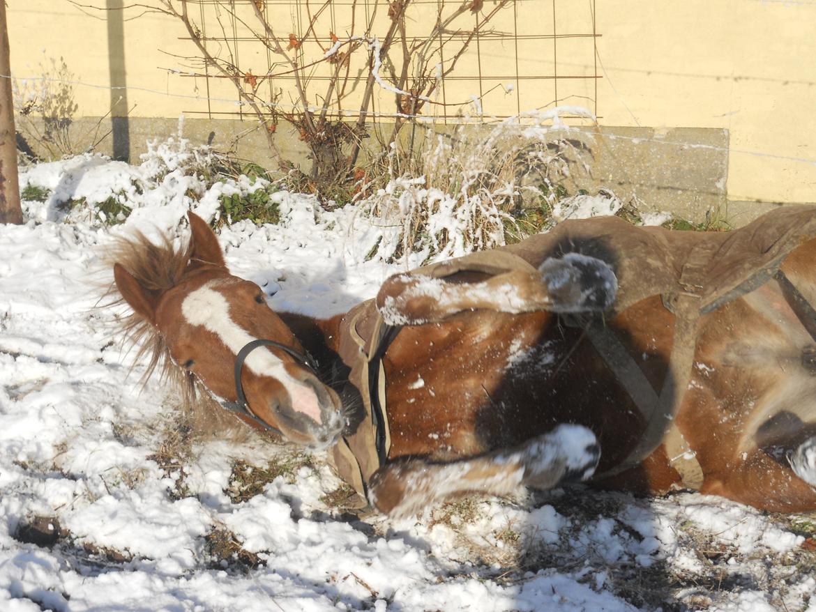 New Forest Flicka! <3 billede 12