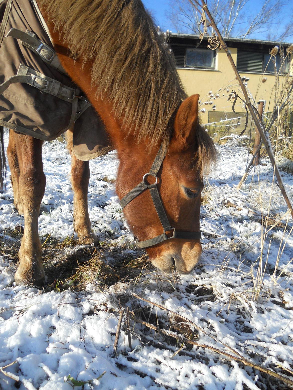 New Forest Flicka! <3 billede 8