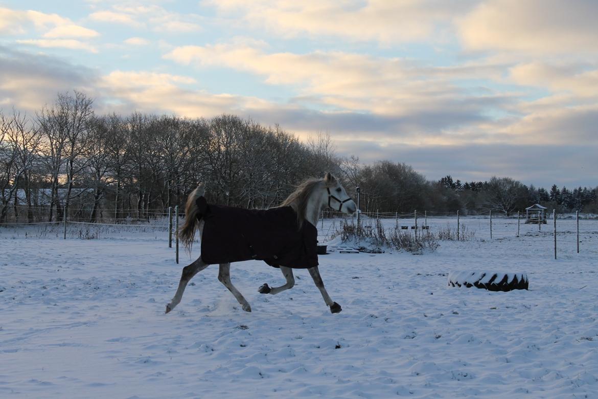 Arabisk fuldblod (OX) Amin El Karmdal (AVLSHINGST) billede 7