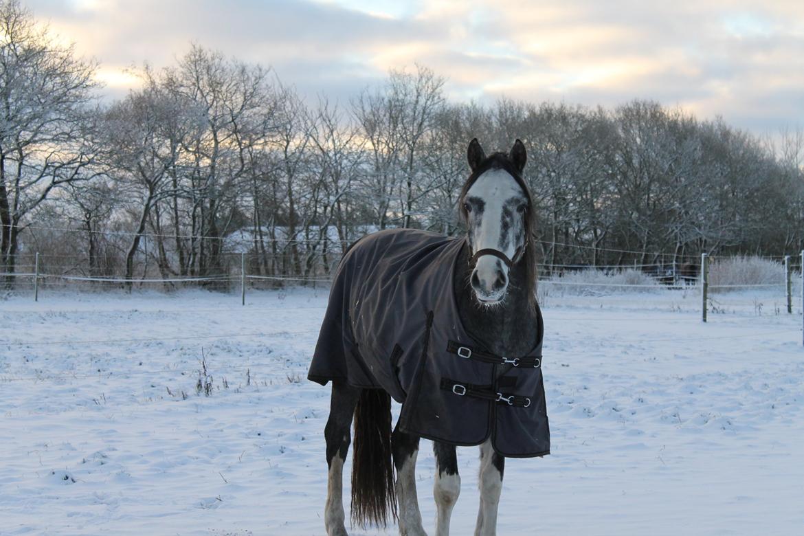 Welsh Partbred (Sec F) Gravens Fairytale (SOLGT) billede 13