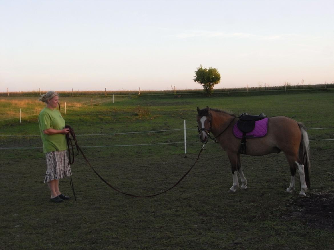 Welsh Pony af Cob-type (sec C) Doheema Alladin 4 Socks H - sommer 2012 billede 18