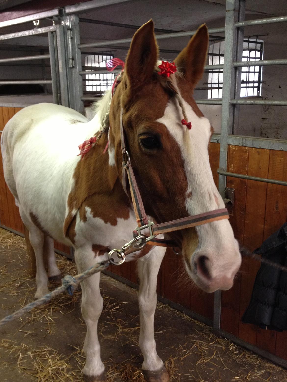 Anden særlig race sally - hun blev så fin med pynt:) billede 5