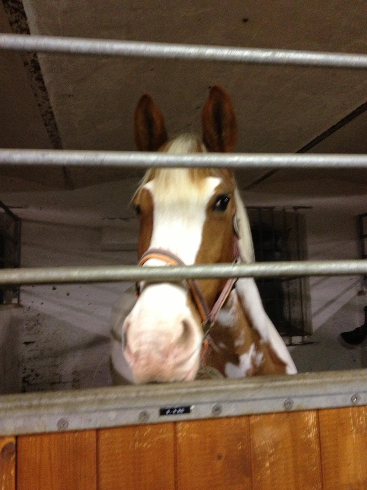 Anden særlig race sally billede 19