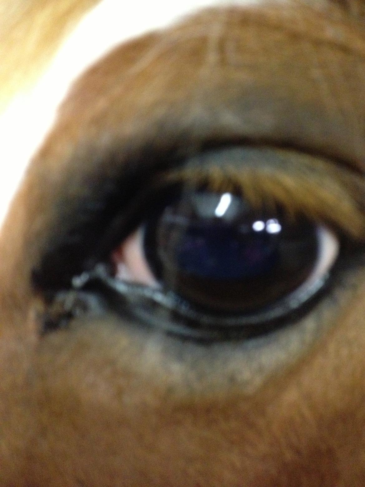 Anden særlig race sally billede 20