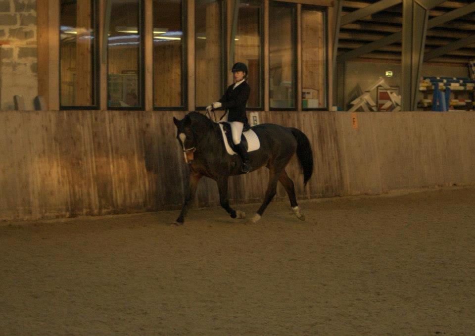 Anden særlig race A'strix - //Foto: Helene Guldborg// HIR LB1 - 61,11 % Nov. 2012 billede 20