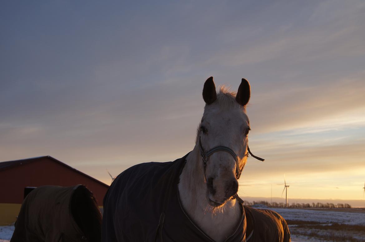 Anden særlig race KARIZMA [Tidl. Lånepony] - 2/12 -12 Karizma i sneen  billede 16