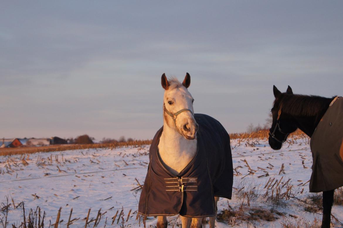 Anden særlig race KARIZMA [Tidl. Lånepony] - 2/12 -12 Karizma i sneen  billede 18
