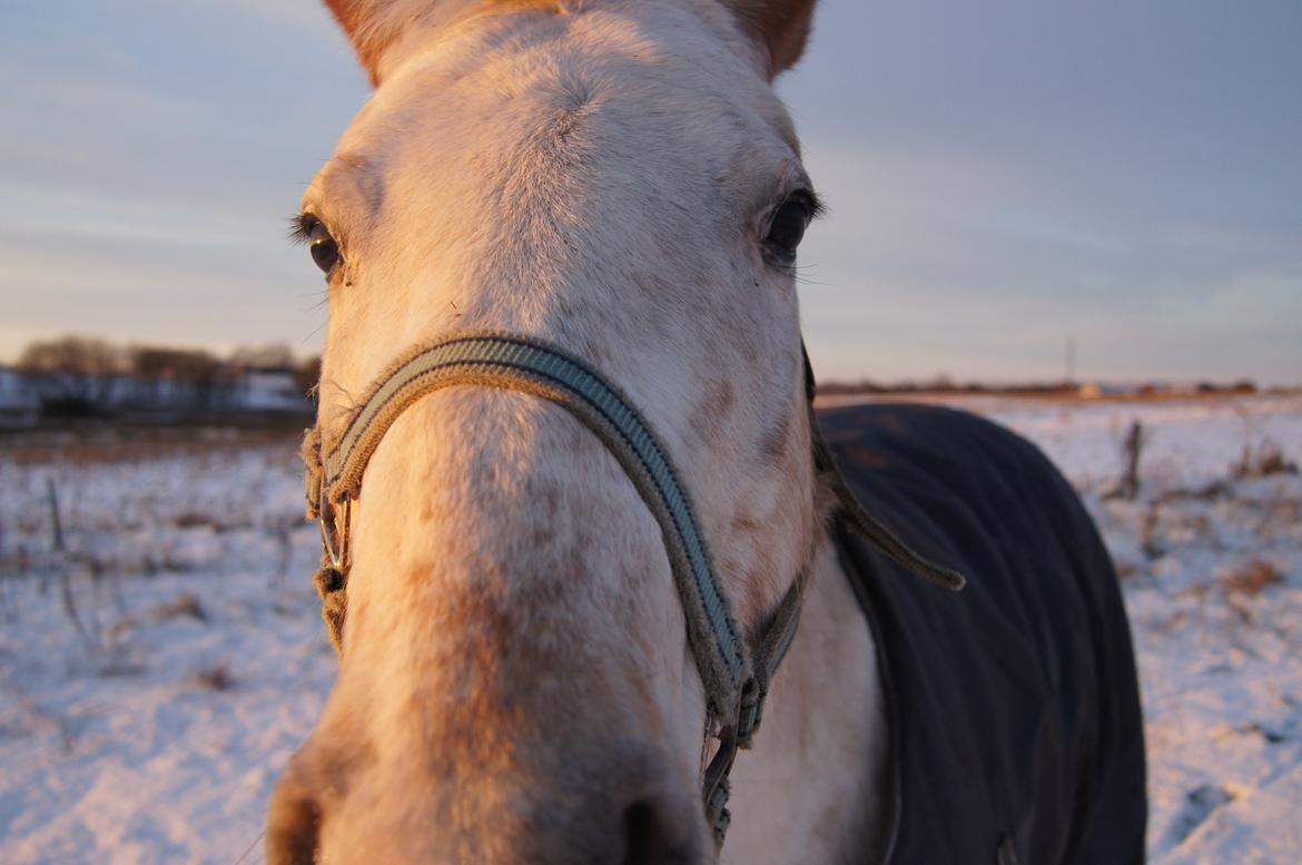 Anden særlig race KARIZMA [Tidl. Lånepony] - 2/12 -12 Karizma i sneen  billede 10