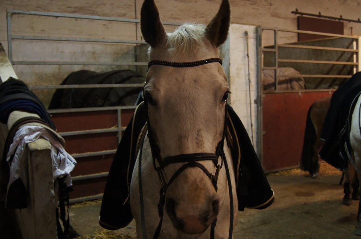 Anden særlig race KARIZMA [Tidl. Lånepony] - Før Spring billede 3