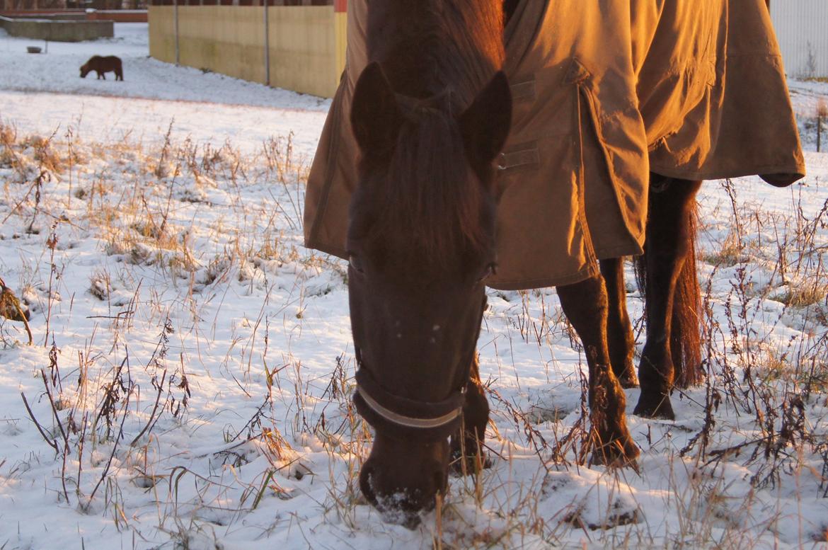 Anden særlig race BLACKIE billede 17