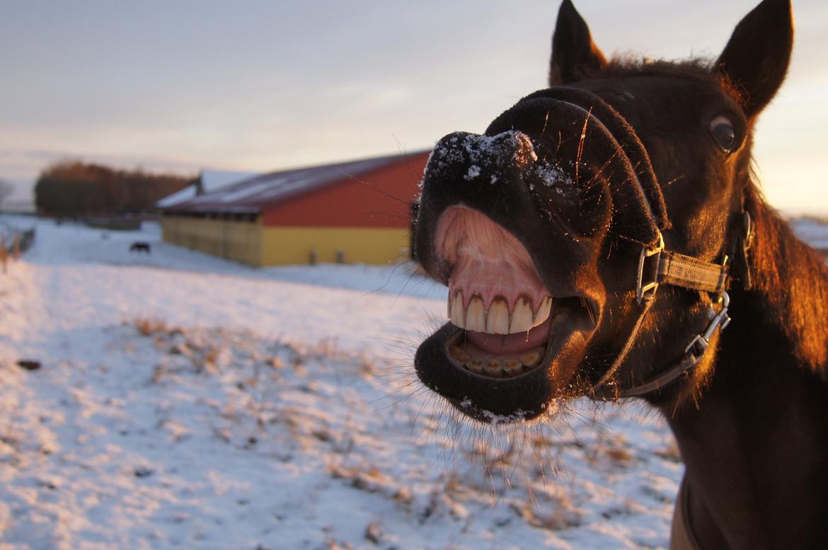 Anden særlig race BLACKIE billede 4