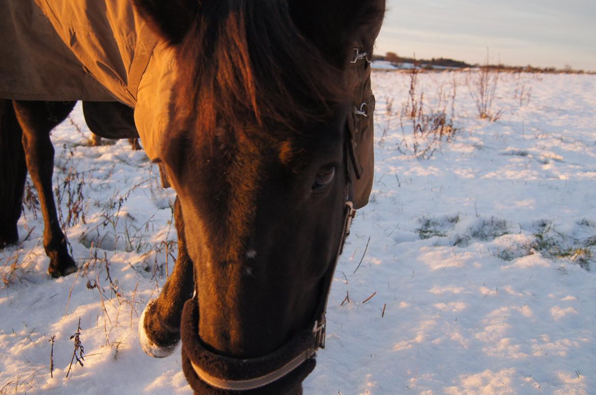 Anden særlig race BLACKIE billede 7