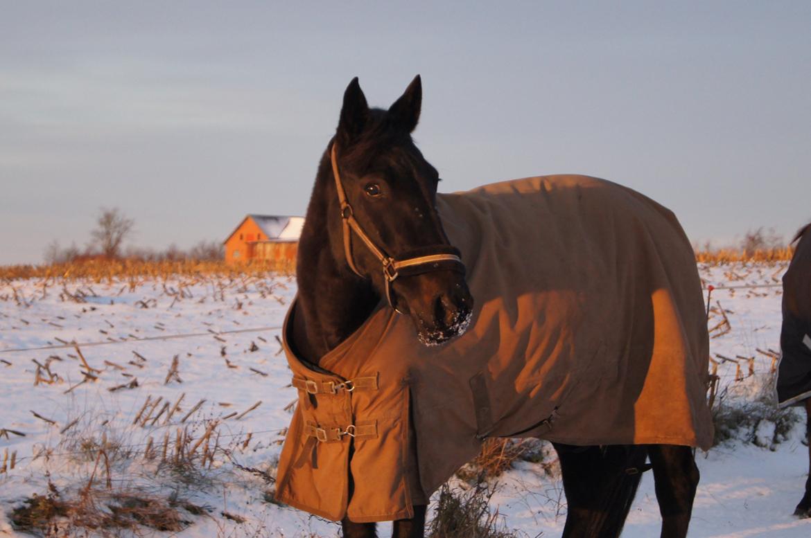 Anden særlig race BLACKIE billede 12