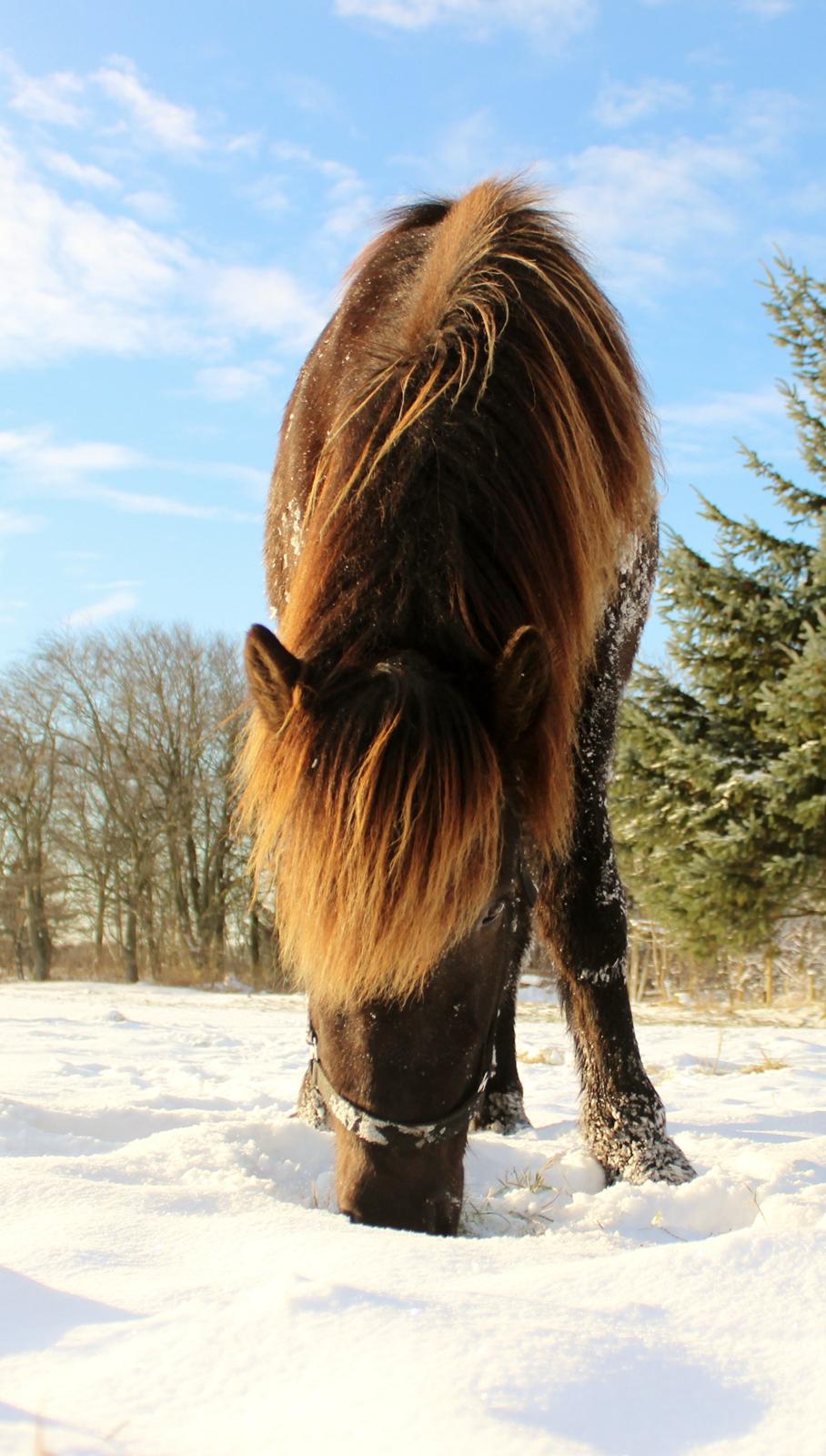 Islænder Ösp frá Ey I - December 2012 billede 18