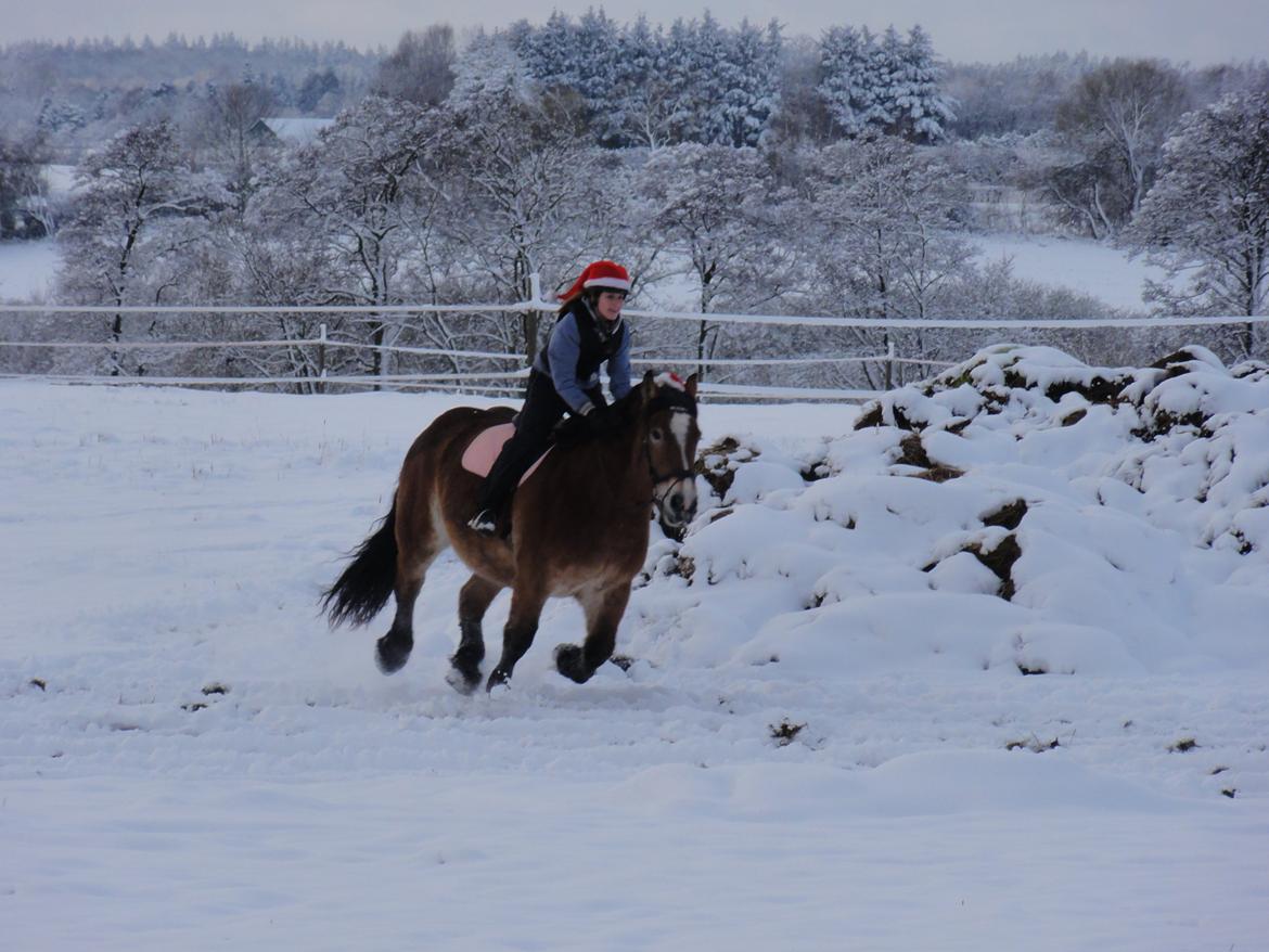 Belgier Sascha *My Soulmate* - en skøn galop dét har hun ! billede 13