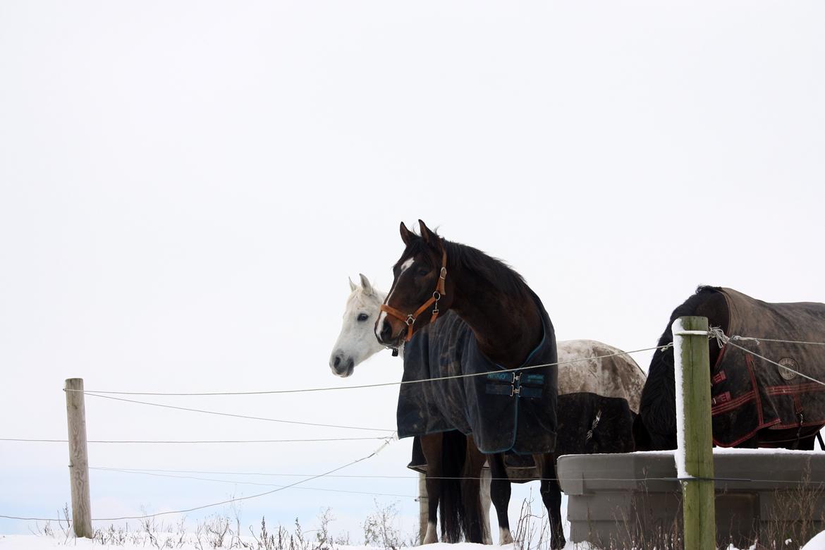 Dansk Varmblod Bukkerups Aiko - Aiko nyder sneen med sine nye venner | Foto: Anne-Sofie, 1 .december 2012 billede 1