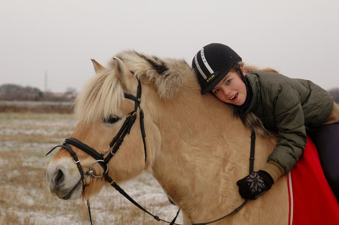 Fjordhest Mølbys Appollon<3 - Juletur med Julle og Chevalla <3 billede 5