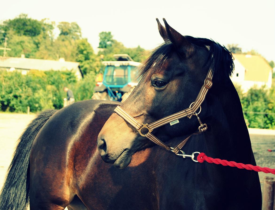 DSP Samara Spring pony billede 6
