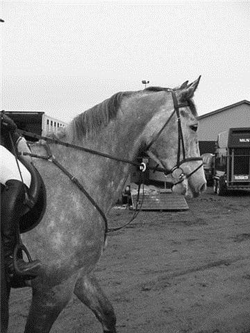 Tysk Oldenburger Benetton Du Rouet - Benne i profil  billede 8