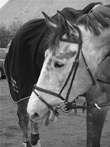 Tysk Oldenburger Benetton Du Rouet - Søde Benne :-D
 billede 11