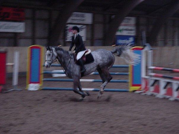 Tysk Oldenburger Benetton Du Rouet - Et ældre billede af Benne i hopla til et stævne i Aabenraa billede 12