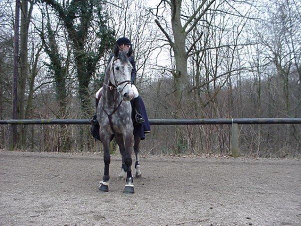 Tysk Oldenburger Benetton Du Rouet - Fra Aabenraa billede 13