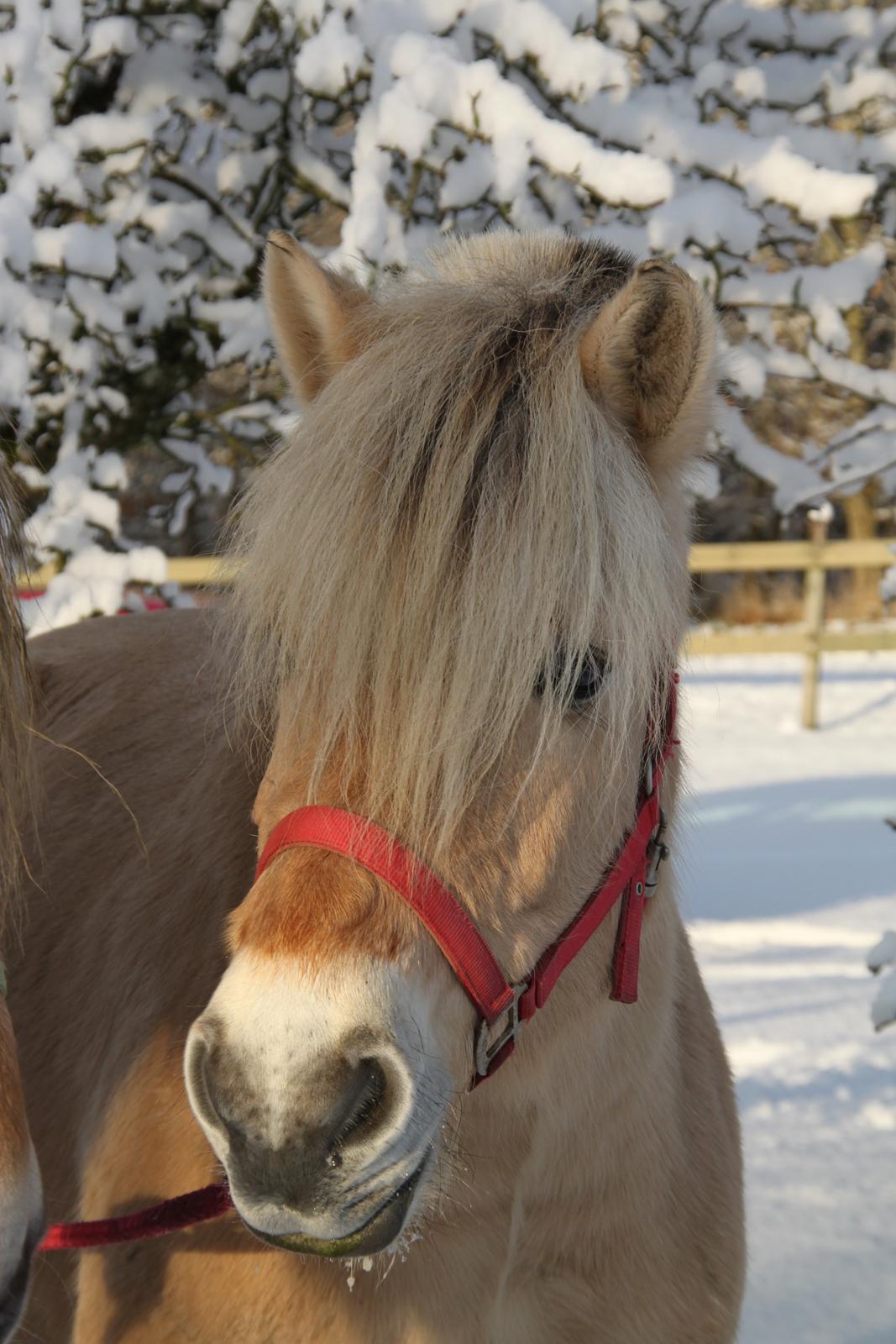 Fjordhest Højgaards Hella billede 15