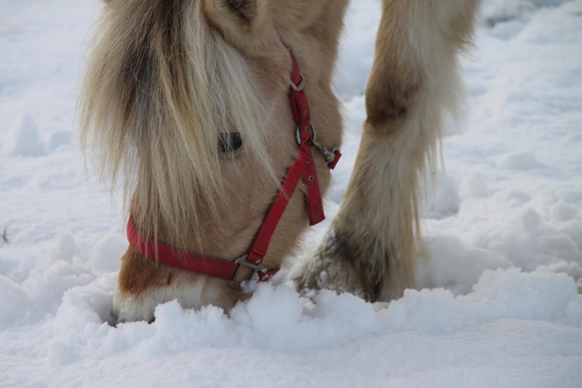 Fjordhest Højgaards Hella billede 8