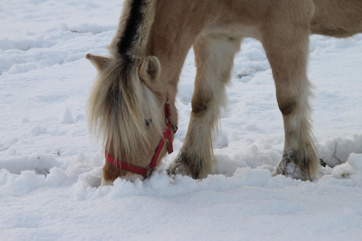 Fjordhest Højgaards Hella billede 7