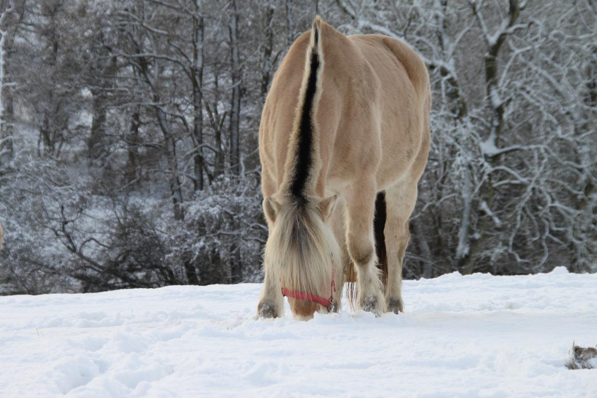 Fjordhest Højgaards Hella - Jeg kan ikke finde noget græs!!!<3 billede 10
