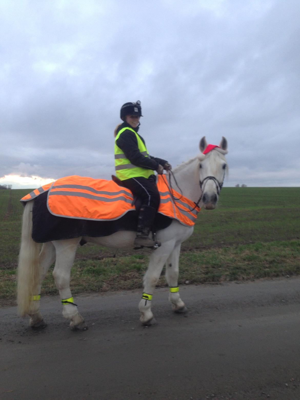 Connemara Columbus - D. 1 december. På vej hjem fra stævne :) billede 3