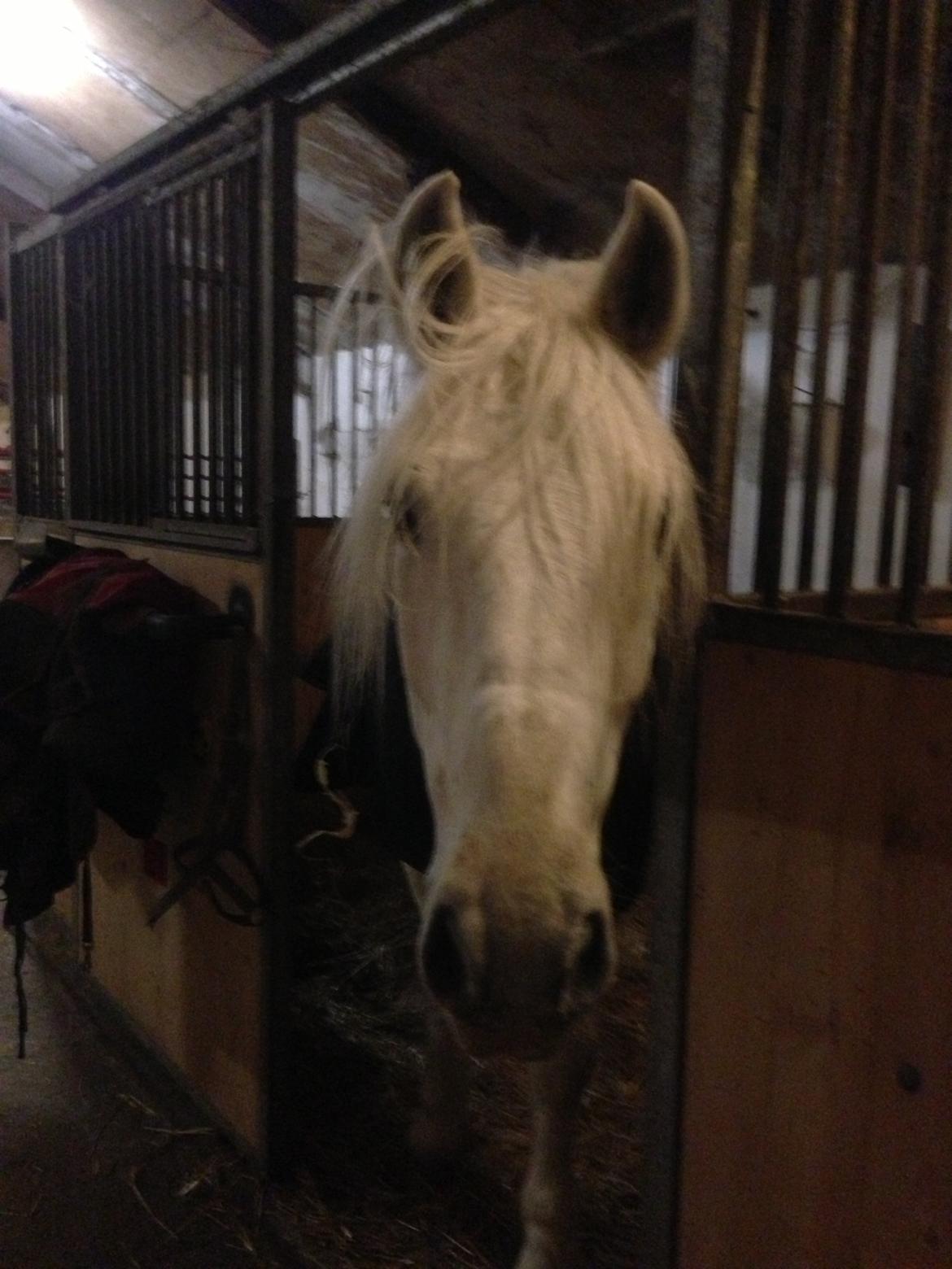 Connemara Columbus - Dejligt at være hjemme igen efter stævne, krøltop :)
d. 1 dec billede 4