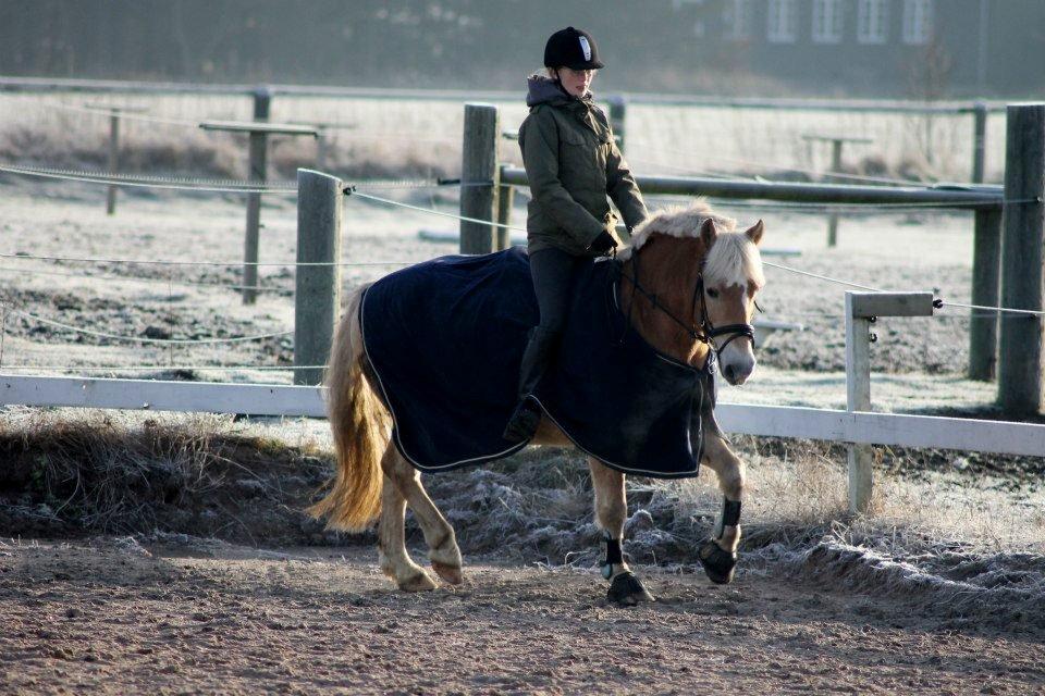 Haflinger | Cocio ~ MY SOULMATE!<3 R.I.P - 1.december 2012
SSP-Photo billede 19