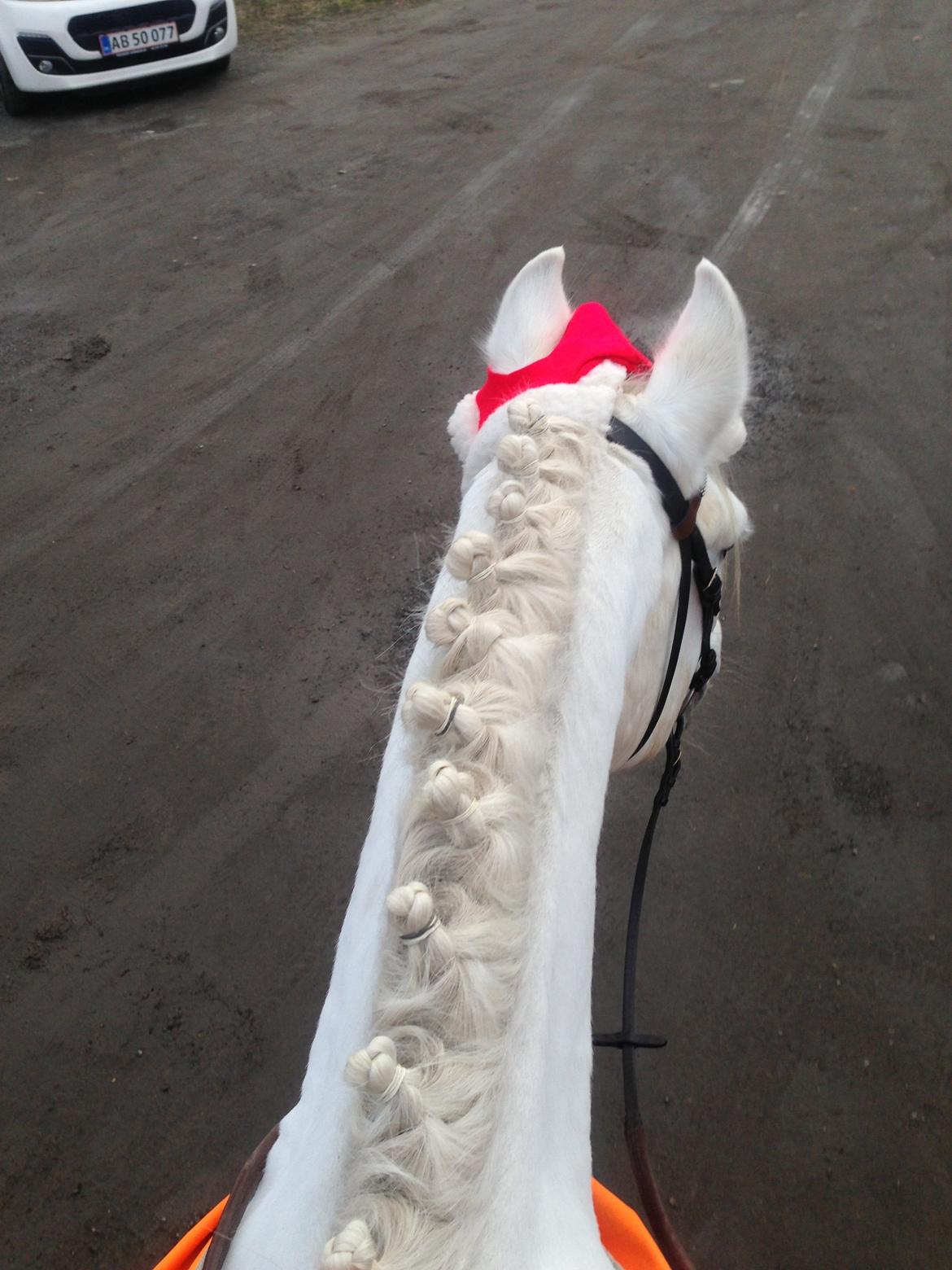 Connemara Columbus - Tak for kigget! :) 
-Min lille refleks nisse ;) billede 20