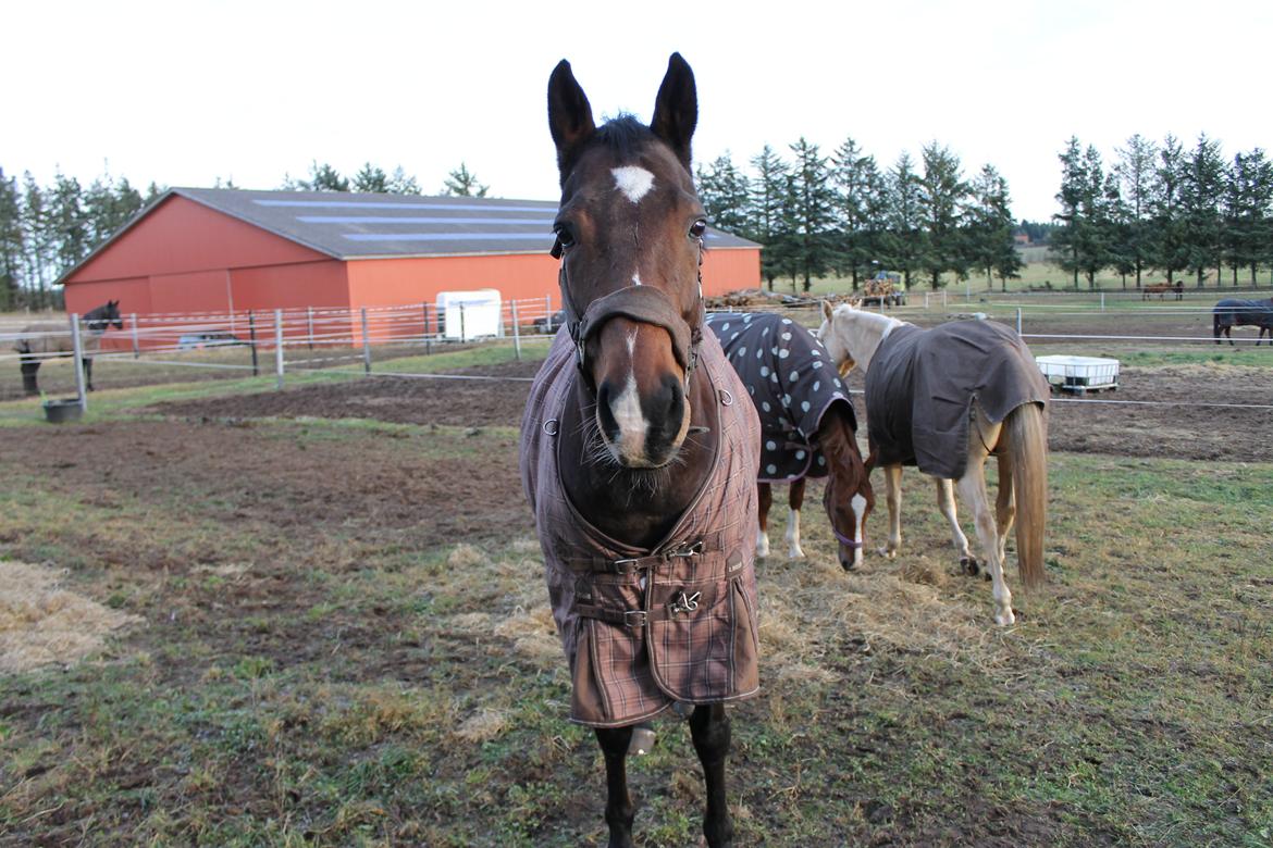 Fuldblod (XX) Tripoli billede 9