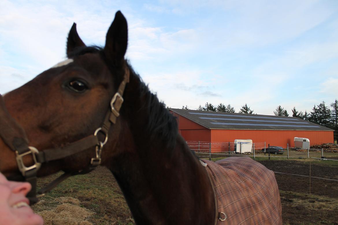 Fuldblod (XX) Tripoli - Giv mig et mys billede 3