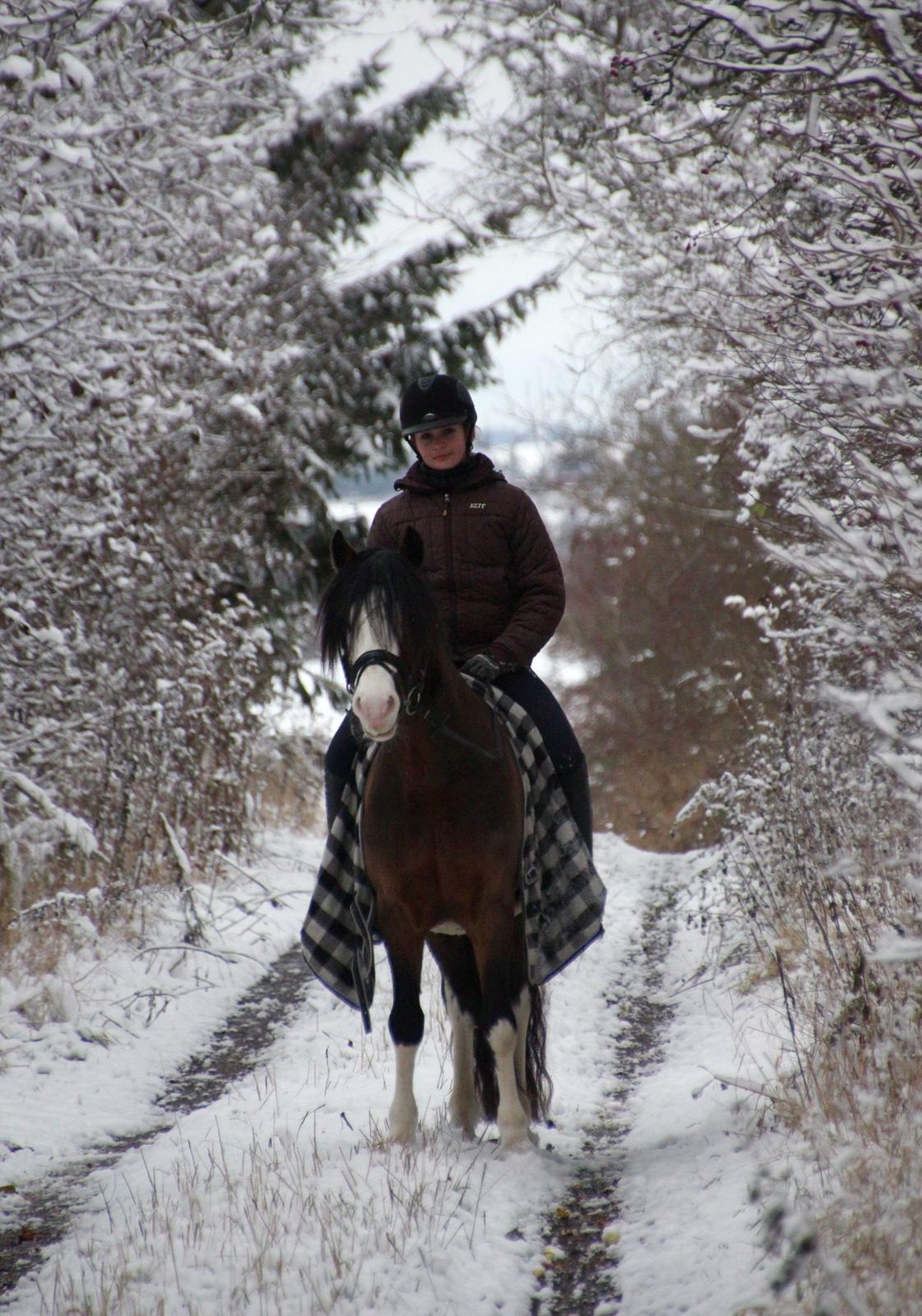 Welsh Pony af Cob-type (sec C) Thers Mickey Mouse - Min smukke vinterpony! <3
Foto: Far billede 10