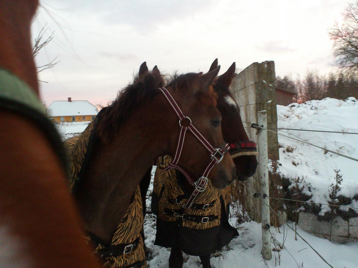 Anden særlig race /Araber - The Little Fighter Nünzi *SOLGT* - 2. dec - 2012 billede 20