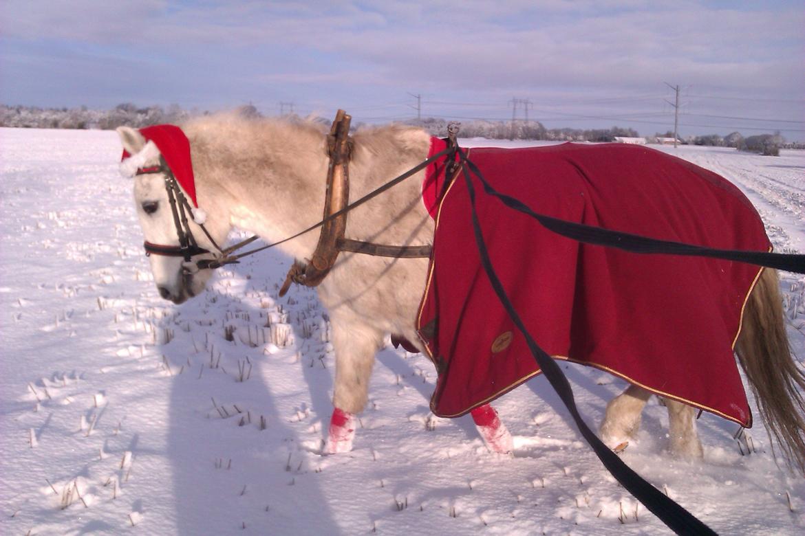 Anden særlig race Miggi billede 17