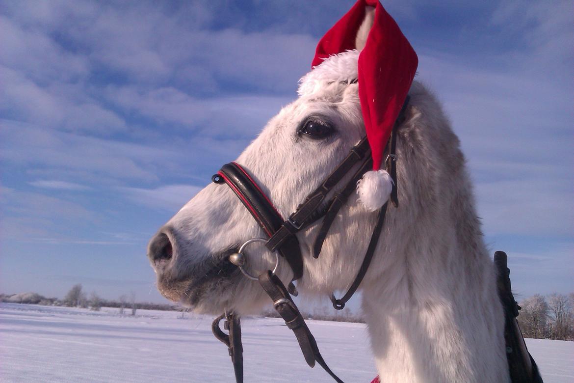 Anden særlig race Miggi billede 8