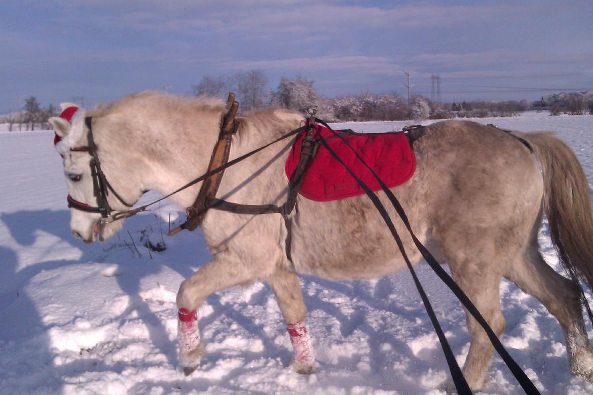 Anden særlig race Miggi billede 9