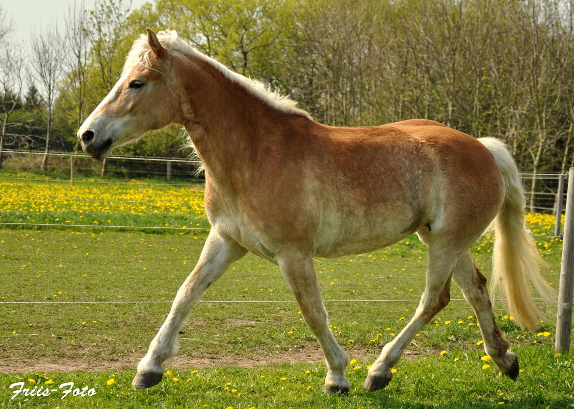 Haflinger Ulvira billede 19