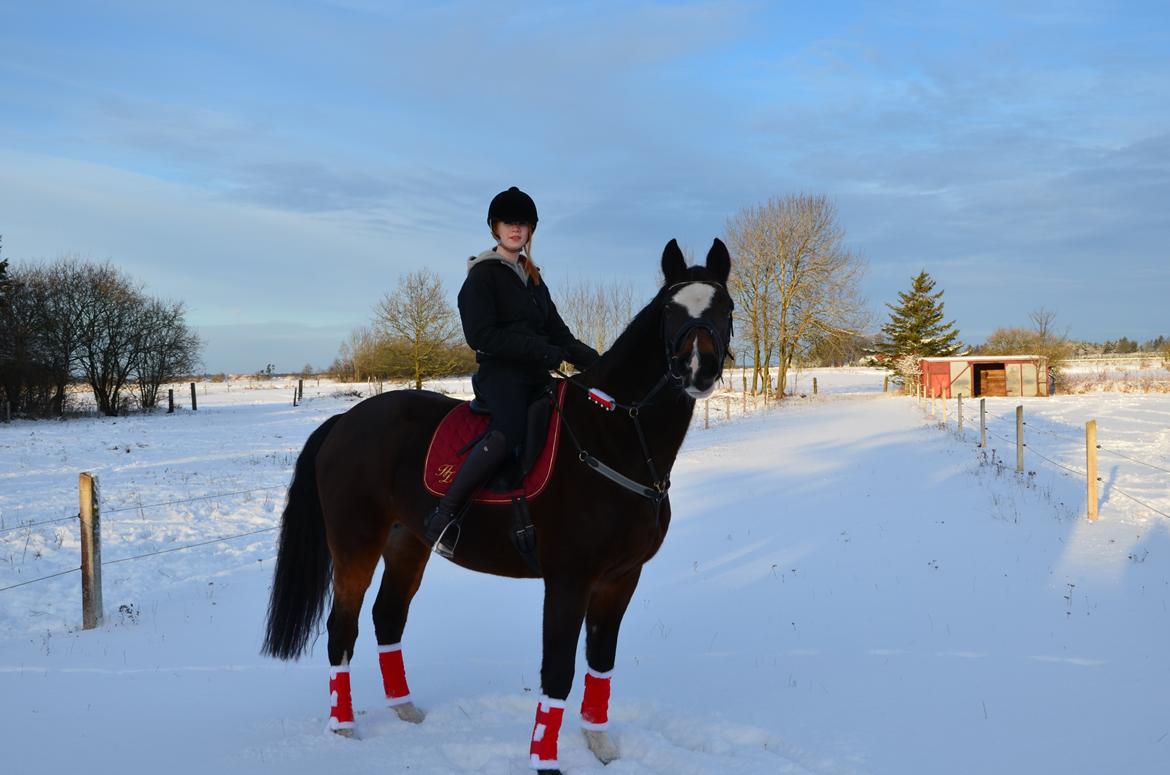 Dansk Varmblod Bjørnebo´S Calinka. - Jul 2012! Jeg elsker dig<3 billede 11