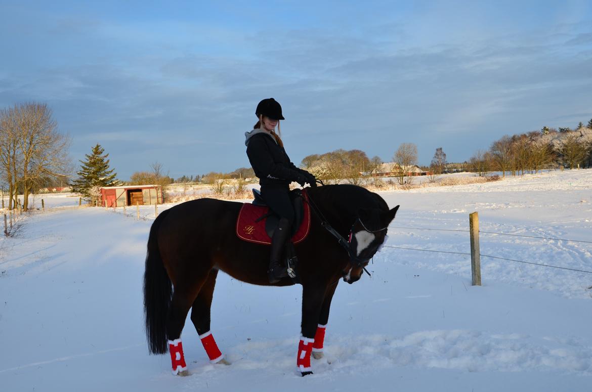 Dansk Varmblod Bjørnebo´S Calinka. billede 12